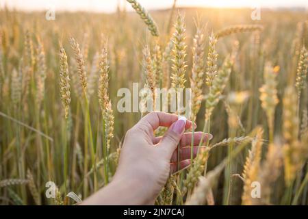 Die Hand einer Frau hält reife Ähren von Getreide auf einem verschwommenen Hintergrund eines Getreidefeldes. Das Konzept der Ernte. Stockfoto