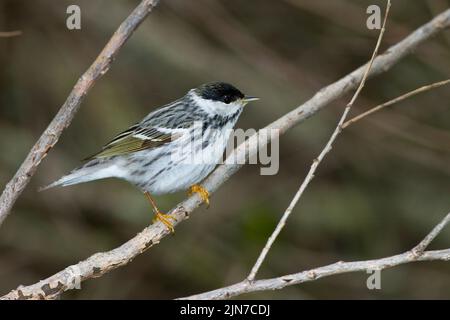 Balckpoll Warbler (Demdroica Striata), männlich, Zucht Gefieder Stockfoto