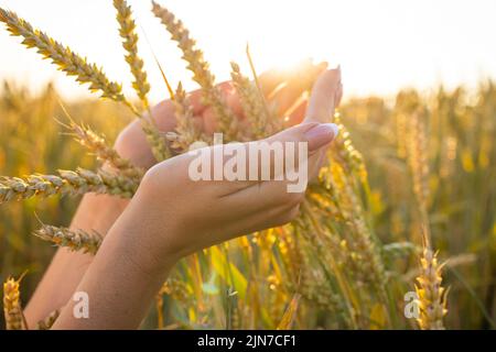 Die Hand einer Frau hält reife Ähren von Getreide auf einem verschwommenen Hintergrund eines Getreidefeldes. Das Konzept der Ernte. Stockfoto