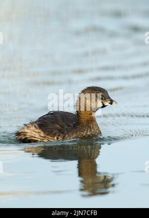 Pied – abgerechnet Grebe (Podilymbus Podiceps) Stockfoto