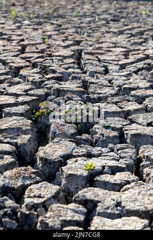9. August 2022 - London, Großbritannien, der Zierwasserteich im Wanstead Park trocknete aufgrund der Hitzewellen und der hohen Temperaturen in der Stadt aus Stockfoto