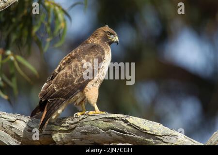 Rot - angebundener Falke (Buteo Jamaicensis) Stockfoto