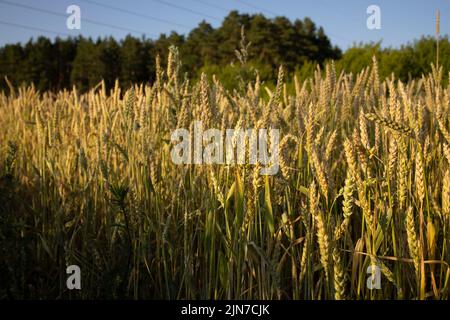 Ländliche Landschaften unter Sonnenlicht. Umfassendes Erntekonzept. Frische junge, unreife, saftige Stacheletts. Hafer, Roggen, Weizen, Gerste. Stockfoto