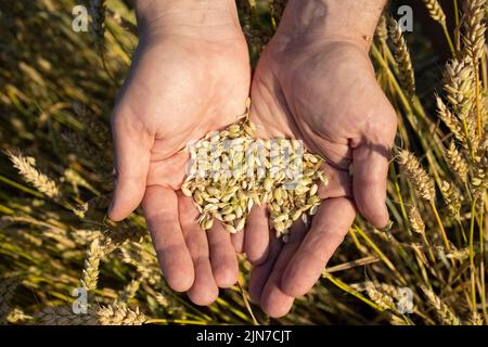 Die Hand eines Mannes hält reife Getreidekörner auf einem verschwommenen Hintergrund eines Getreidefeldes. Draufsicht. Erntekonzept. Stockfoto