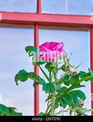 Die Weidenrose, Rosa virginiana, wächst wild vor dem Fenster eines historischen Hauses in der Nähe von Peggy's Cove Nova Scotia. Stockfoto