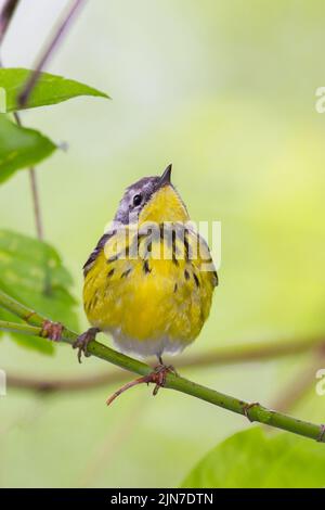 Magnolia Warbler (Setophaga Magnolia), weiblich, Zucht Gefieder Stockfoto