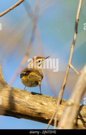 Palm Warbler (Setophaga palmarum), Erwachsener, Zucht Gefieder Stockfoto