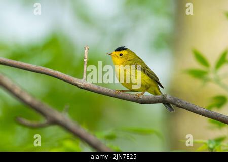 Wilsons Waldsänger (Cardellina pusilla), Männchen, Brutgefieder Stockfoto