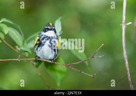 Gelbwühliger Waldsänger (Setophaga coronata), Männchen, Brutgefieder Stockfoto