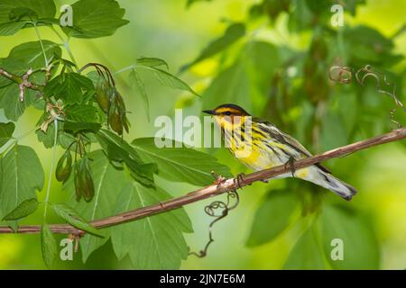 Cape May Warbler (Setophaga tigrina), männlich, Zucht Gefieder Stockfoto