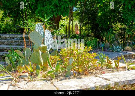 Kakteen im Trockengarten, Great Dixter, East Sussex, Northiam, England, UK Stockfoto