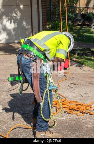 Der Trimmer in Schutzhelm und Sicherheitsshirt, der mit Klettergurt aufgesetzt ist, strafft das Seil, bevor er einen Baum anfängt Stockfoto