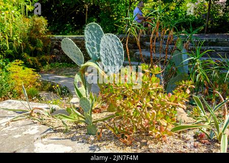 Kaktus im Trockengarten, Great Dixter, East Sussex, England, Großbritannien Stockfoto