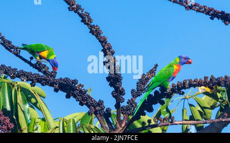 Ein Paar Regenbogenlorikeets (Trichoglossus haematodus), das sich an einem Fruchtbaum ernährt, Mungulla Station, Queensland, QLD, Australien Stockfoto