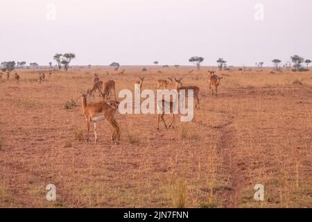 Uganda-Kobs wanderten im Grasland des Murchison Falls National Park, dem größten Park in Uganda Stockfoto