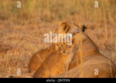 Im Murchison Falls National Park, dem größten Park in Uganda, lagen Löwen im Grasland Stockfoto