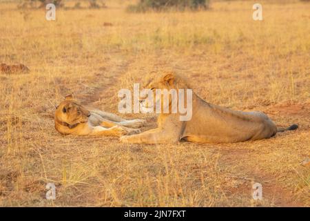 Im Murchison Falls National Park, dem größten Park in Uganda, lagen Löwen im Grasland Stockfoto