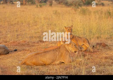 Im Murchison Falls National Park, dem größten Park in Uganda, lagen Löwen im Grasland Stockfoto