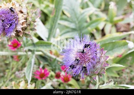 Bienen sammeln Pollen von einer Artischocken Distelblüte. Stockfoto