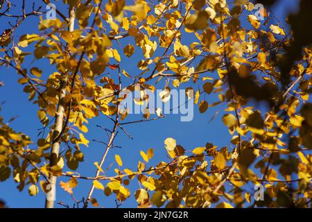 Im Herbst sieht man gelbe Birkenblätter vor dem klaren, blauen Himmel Stockfoto