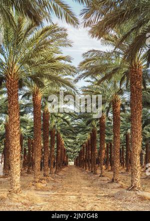 Palmenplantage - sieht aus wie eine normale Gasse im tropischen Wald oder Hain Stockfoto