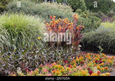 Ein Blumengarten mit warmen Farben. Stockfoto