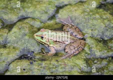 Eine Makroaufnahme eines natürlichen amphibischen Seenfrosches, der auf dem Wasser sitzt Stockfoto