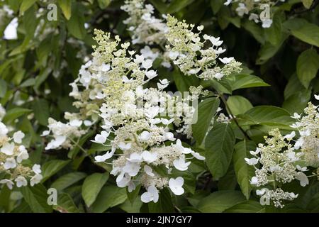 Hortensia paniculata 'Grandiflora'. Stockfoto