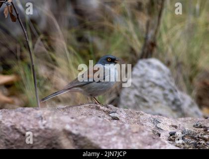 Ein gelbäugiger junco, der auf einem Felsen in den Chiricahua Mountains im Südosten Arizonas steht Stockfoto