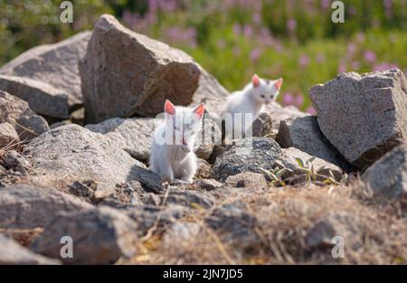 Eine selektive Fokusaufnahme von zwei hübschen weißen Kätzchen, die zwischen den Felsen spielen Stockfoto