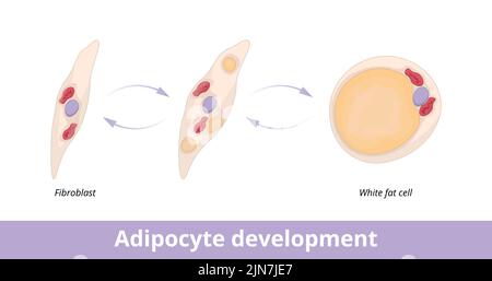 Entwicklung von Adipozyten. Visualisierung der Entwicklung von Adipozyten (Fettzellen) aus Fibroblasten. Fibroblast als Vorläufer der Adipozyten. Stock Vektor