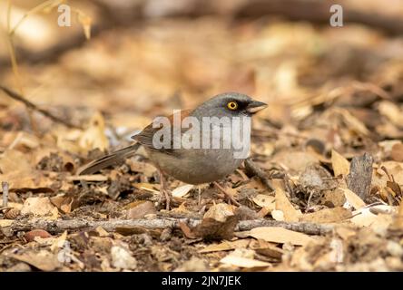 Ein gelbäugiger junco, der auf einem Felsen in den Chiricahua Mountains im Südosten Arizonas steht Stockfoto