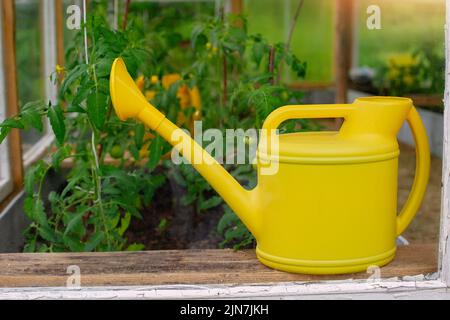 Eine gelbe Kunststoff-Gießkanne steht neben jungen Tomatensträuchern, in einem Gewächshaus. Stockfoto