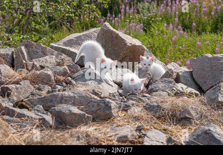 Eine selektive Fokusaufnahme von drei hübschen weißen Kätzchen, die zwischen den Felsen spielen Stockfoto