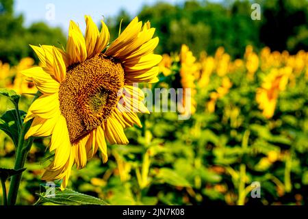 Helianthus ist eine Gattung, die etwa 70 Arten von einjährigen und mehrjährigen Blütenpflanzen aus der Familie der Gänseblümchen, den Asteraceae, umfasst, die gemeinhin als Sonnenblumen bekannt sind Stockfoto