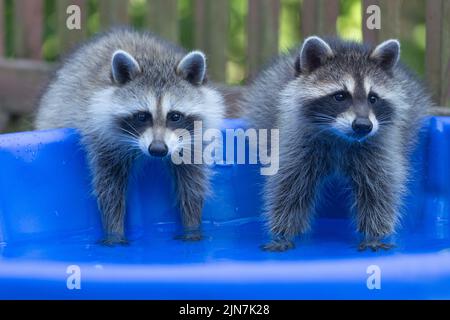 An einem warmen Sommerabend kühlen sich zwei Baby-Waschbären mit ihren Vorderpfoten in einem blauen Plastikschwimmbad ab. Stockfoto