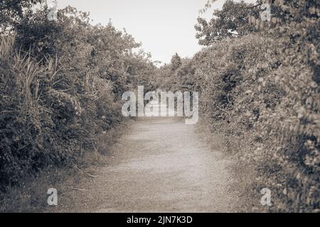 Eine Graustufenaufnahme eines Wanderweges durch den Wald Stockfoto