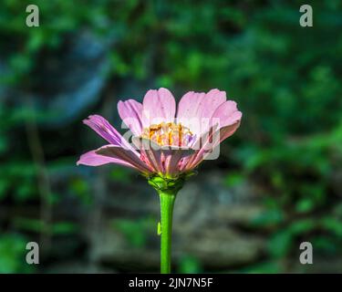 Eine Nahaufnahme einer schönen rosa Zinnie, die in einem Garten auf einem verschwommenen Hintergrund wächst Stockfoto