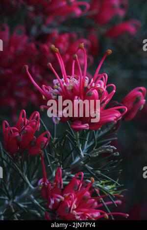 Eine vertikale Nahaufnahme der grevillea-Blüten von Pink Banks Stockfoto