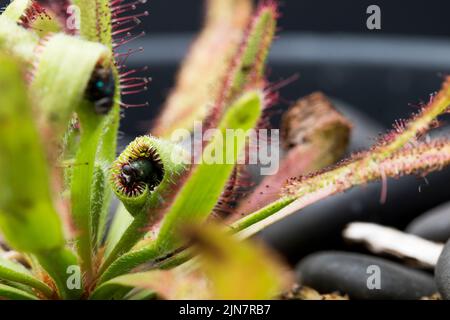 Fliege gefangen in Sonnentaumblättern. Tentakeln fleischfressender Pflanzen mit gefangener Beute. Stockfoto