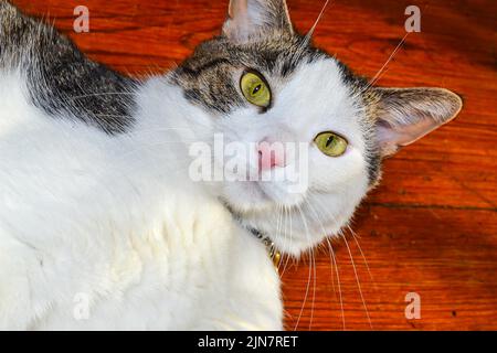 Porträt einer Katze Stockfoto
