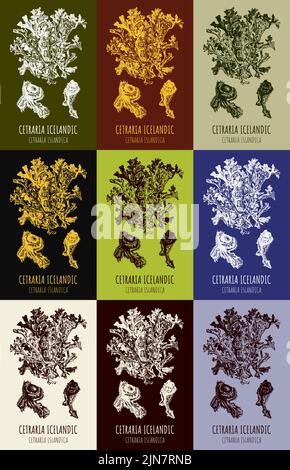 Handgezeichnete grafische Illustrationen von isländischem Moos cetraria islandica für Druck, Logo, Emblem, Etikett und andere Dekorationen. Alternatives Medikament Stock Vektor