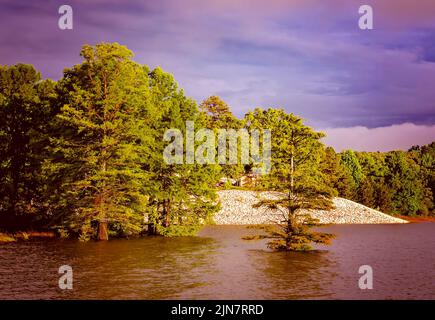 Am Rande des Sardis Lake wachsen am 31. Mai 2015 in Batesville, Mississippi, kahle Zypressen (Taxodium destichum). Stockfoto