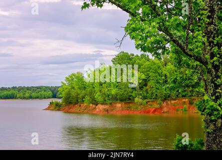 Ein süßer Gummibaum (Liquidambar styraciflua) wächst am Rande des Sardis Lake, 31. Mai 2015 in Batesville, Mississippi. Stockfoto