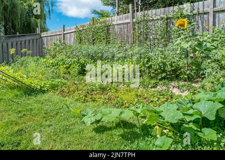 Startseite Gemüseaufnäher Kleiner Garten Stockfoto