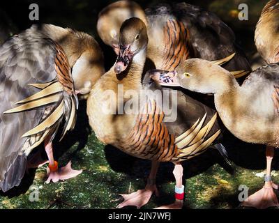 Ein zauberhafter Knaller pfeifender Enten in herausragender Schönheit. Stockfoto