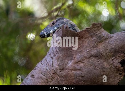 Eine gewöhnliche Goanna ( Varanus varius) auf einem toten Baum in Sydney, NSW, Australien (Foto: Tara Chand Malhotra) Stockfoto