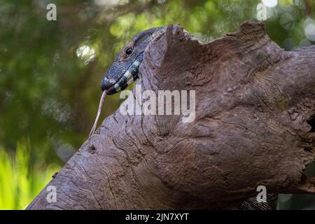 Eine gewöhnliche Goanna ( Varanus varius) auf einem toten Baum in Sydney, NSW, Australien (Foto: Tara Chand Malhotra) Stockfoto