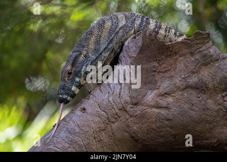 Eine gewöhnliche Goanna ( Varanus varius) auf einem toten Baum in Sydney, NSW, Australien (Foto: Tara Chand Malhotra) Stockfoto