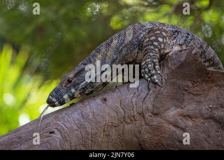 Eine gewöhnliche Goanna ( Varanus varius) auf einem toten Baum in Sydney, NSW, Australien (Foto: Tara Chand Malhotra) Stockfoto